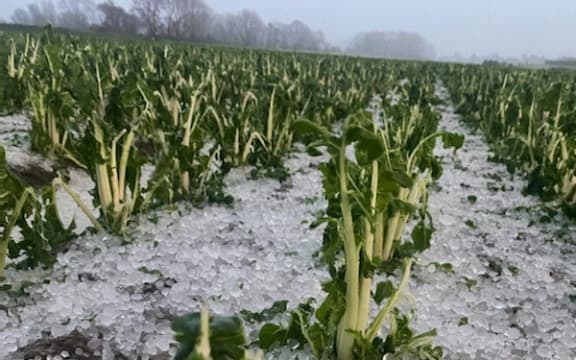 Silver beet crop damaged by hail near Ōhau, south of Levin