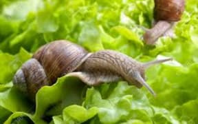 snail