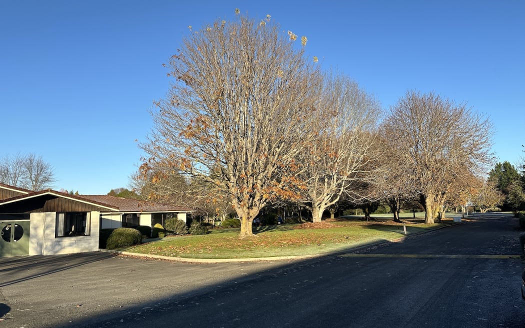 Rowan trees, Otago.