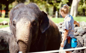 Burma the elephant prepares to leave Auckland Zoo and head to Australia.