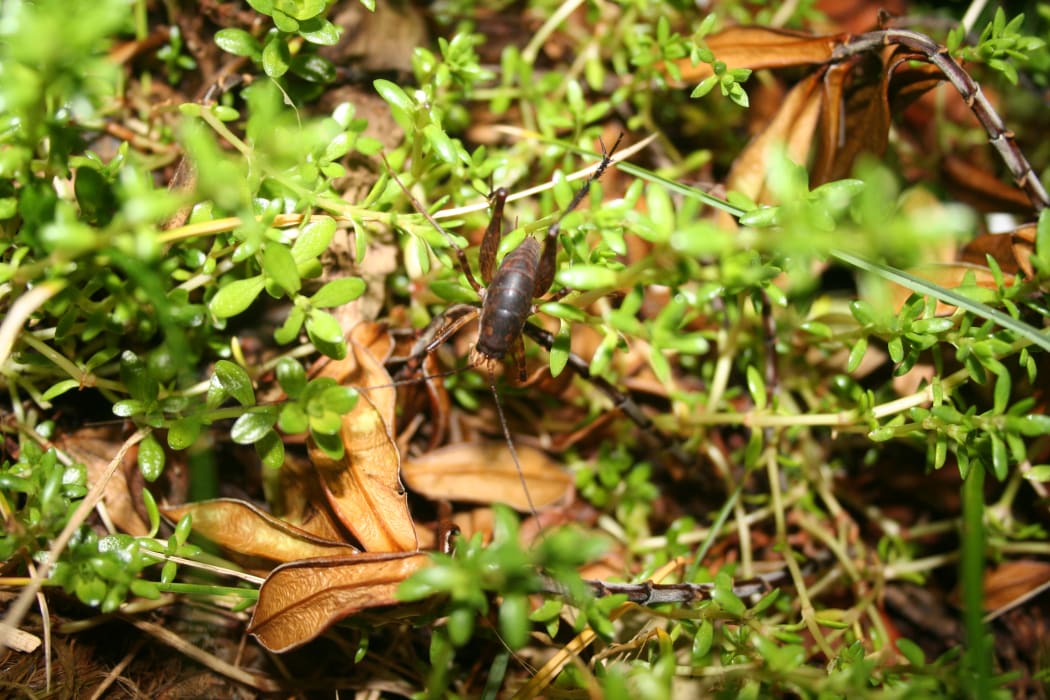 Snares Island Jumping Wētā