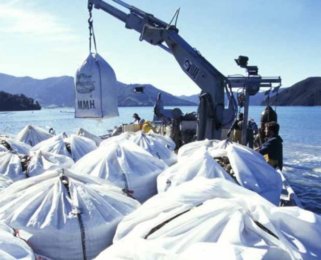 Mussels being harvested and transported on a boat.