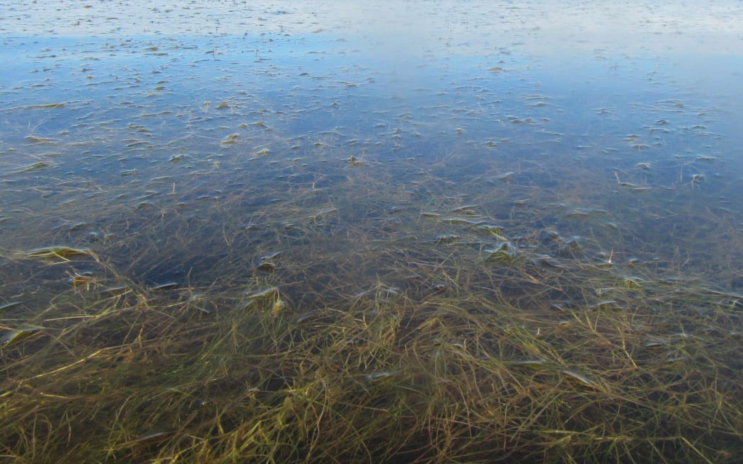 Ruppia - aquatic plant known by the common names beaked tasselweed, widgeon grass, ditch-grass and tassel pondweed.