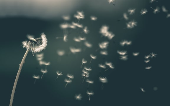 dandelions in the wind