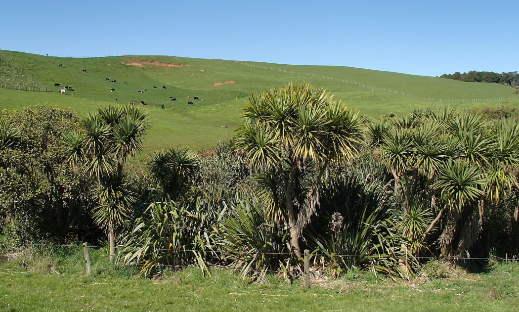 View across stream with native plantings to cattle grazing in the background