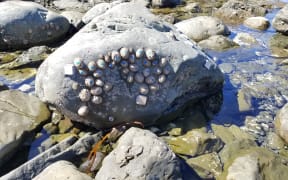 Image of limpets on a rock
