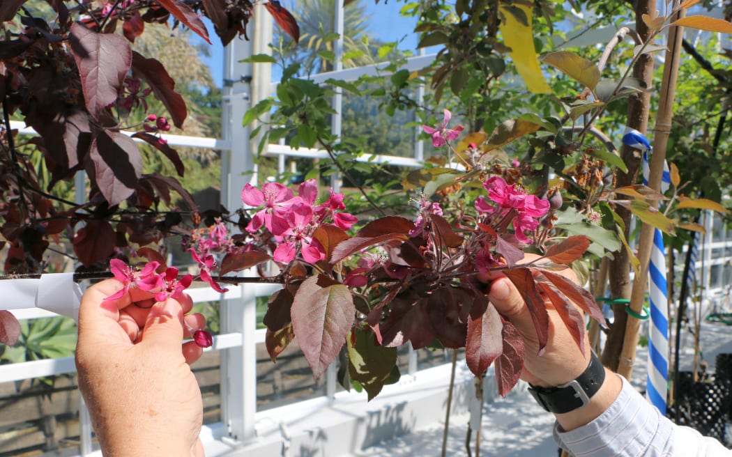 Flowers on a genetically modified apple tree