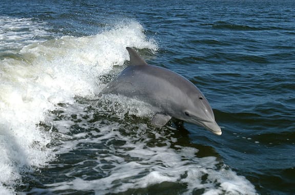 A bottlenose dolphin (file photo).
