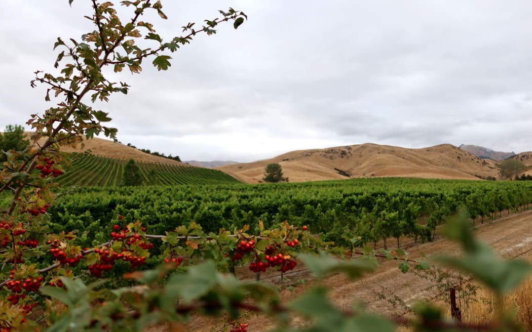 Some residents fear their peaceful Omaka Valley lifestyle will be ruined if the application is approved by the Marlborough District Council.
