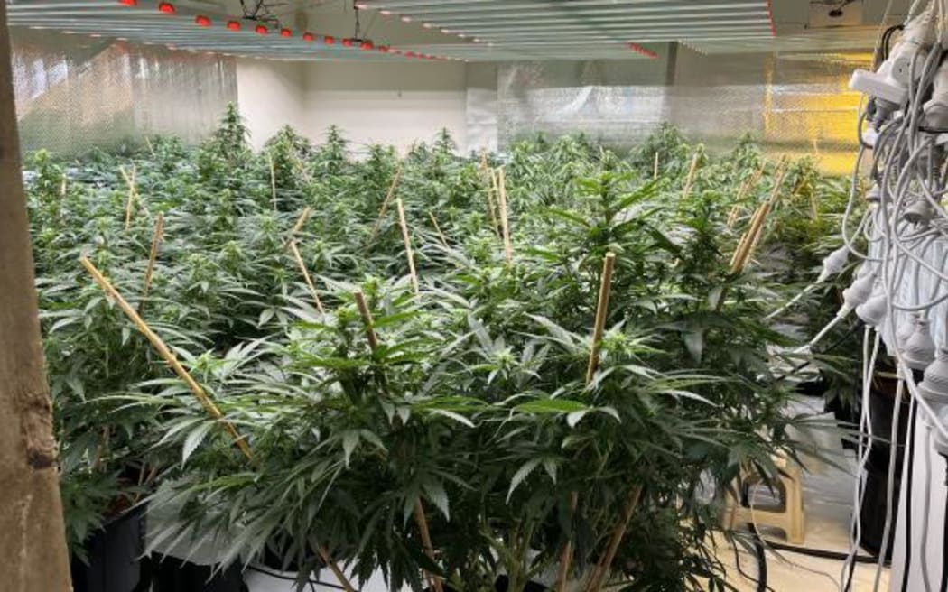 Cannabis grow house shut down by police.