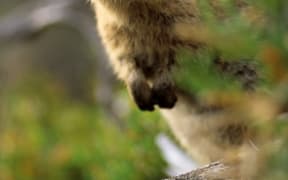 A quokka on Rottnest Island.