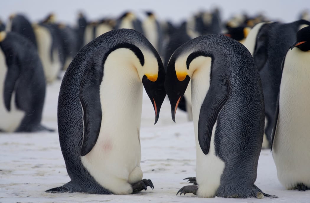 Pair of emperor penguins with their eggs Adélie Land.

Biosphoto / Samuel Blanc (Photo by Samuel Blanc / Biosphoto / Biosphoto via AFP)