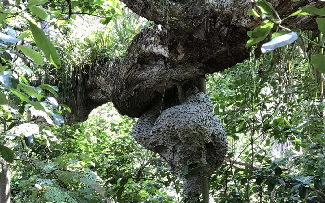 A large German wasp nest discovered at Pohutukawa Park, Waihī Beach in 2021.