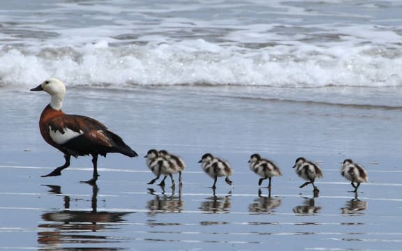 Pūtangitangi (Paradise Shelduck) and ducklings at Opunake Beach, New Zealand.