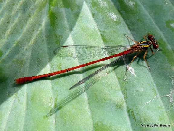 A male red damselfly,