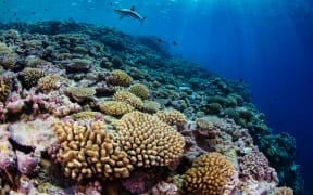 Bokak Atoll, Republic of the Marshall Islands At Sea - August to October 2023: Fore reef of Bokak Atoll, an excellent example of healthy coral reefs. 

The National Geographic Pristine Seas team, in collaboration with the Marshall Islands Marine Resources Authority (MIMRA) and the Government of the Marshall Islands, conducted an expedition to the remote atolls of Bikar, Bokak, Bikini, and Rongerik. This expedition was in support of Reimaanlok, the Marshallese national framework for the planning and establishment of community-based conservation areas.
