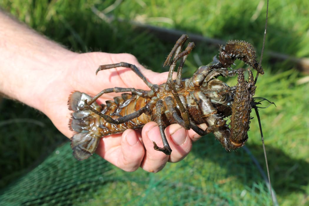 A koura in the hand...