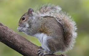 Squirrel