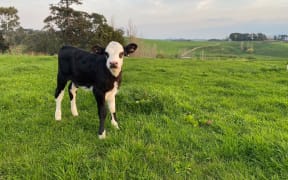 Calving is done and dusted for most parts of the country.