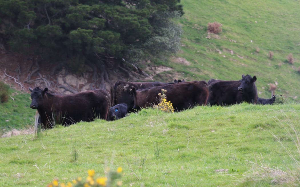 A year on the farm