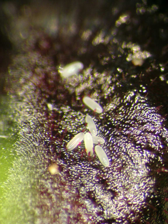 Fungus gnats eggs that have been laid inside a spider orchid flower