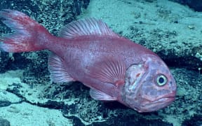 Orange Roughy