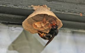 Yellow-legged hornets (Vespa velutina) have recently been sighted in the Auckland region. MPI have put out advisories after a queen was found on 17 October 2025.