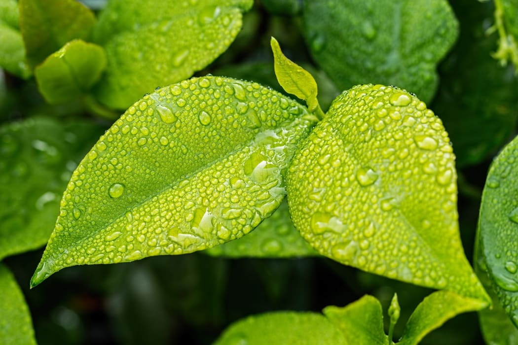Foliage wet with the rain