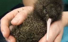 Whittaker - a five-day-old rowi kiwi
