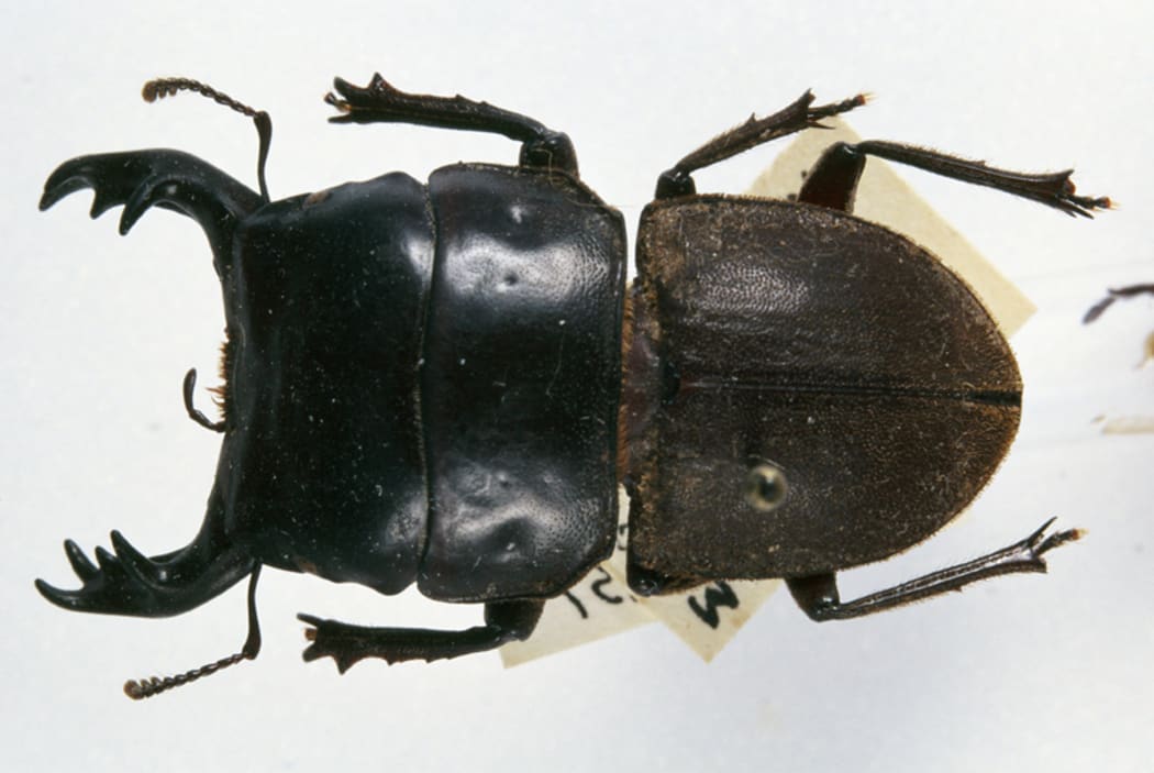 Mokohinau stag beetle