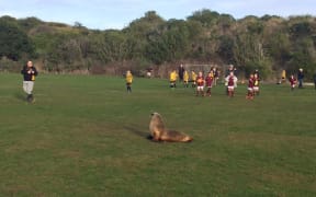 The sea lion interrupted two children's football matches at Ocean Grove Park in Dunedin.