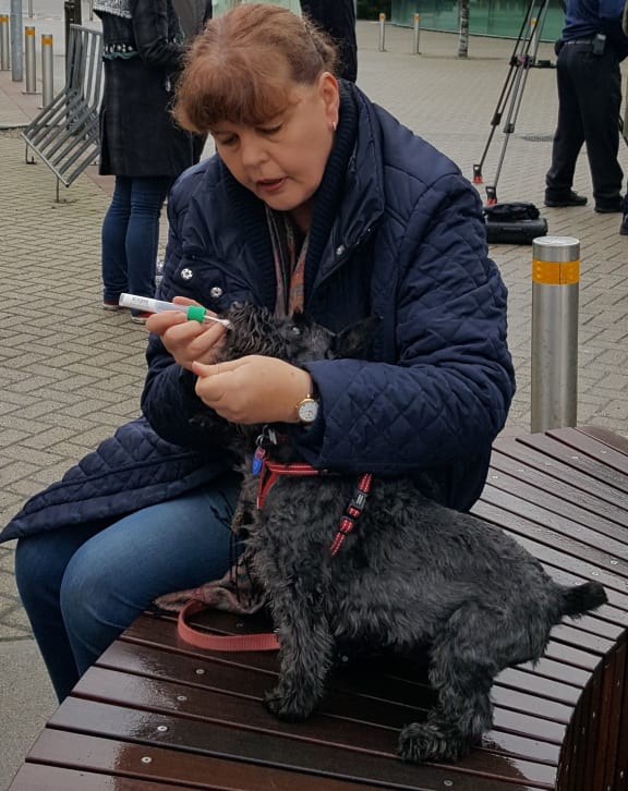 Collecting a sample of dog saliva