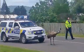 The emu, believed to be called Henry, is herded by a slightly bemused police officer.