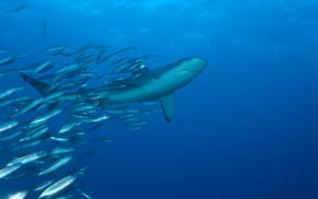 A Galapagos shark in the Kermadec region.