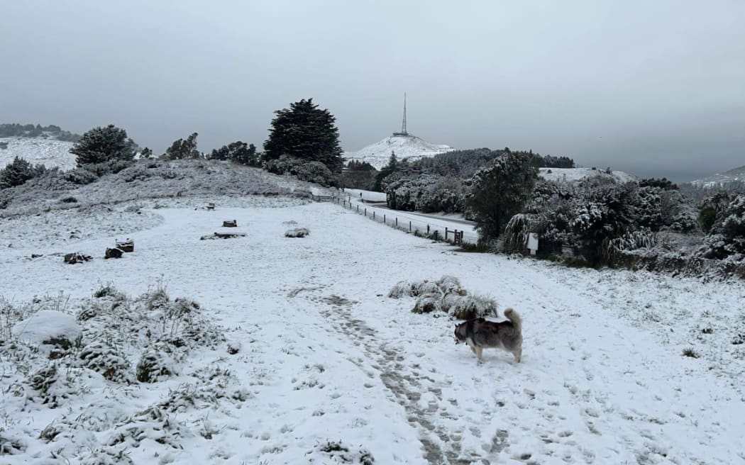 Snow on Port Hills in Christchurch - Victoria Park Dog Park in Cashmere