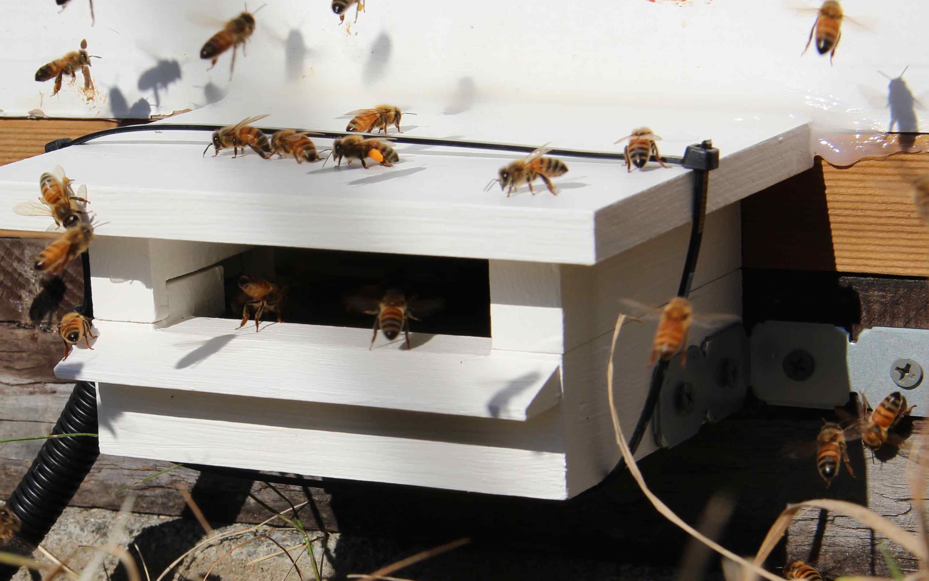 A beehive set up to monitor the movement of bees.