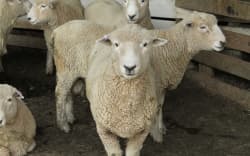 Scientists discover 'amazing' new fungus species connected to livestock ...