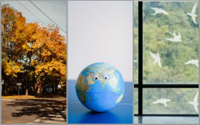 Tree-lined streets, earth, bird decals