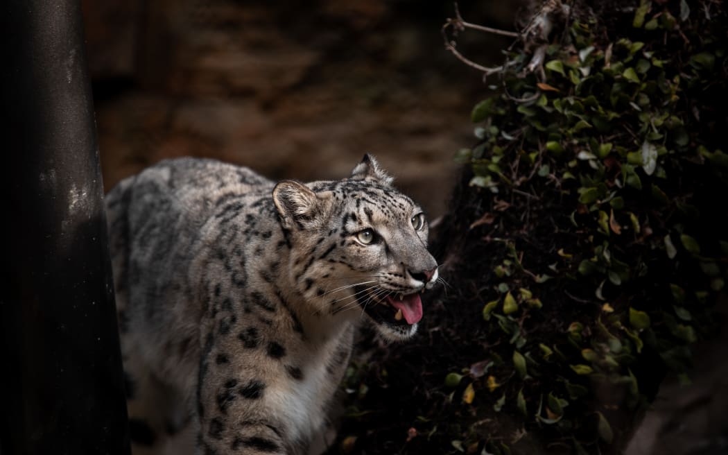 Snow leopards at Wellington Zoo