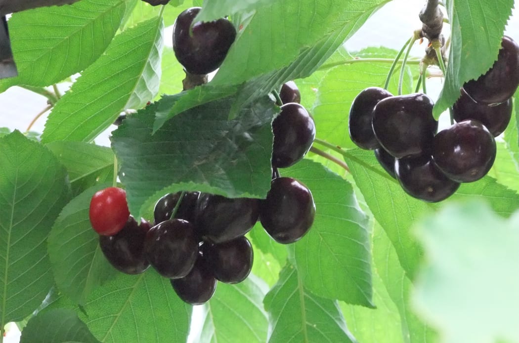 Cherries