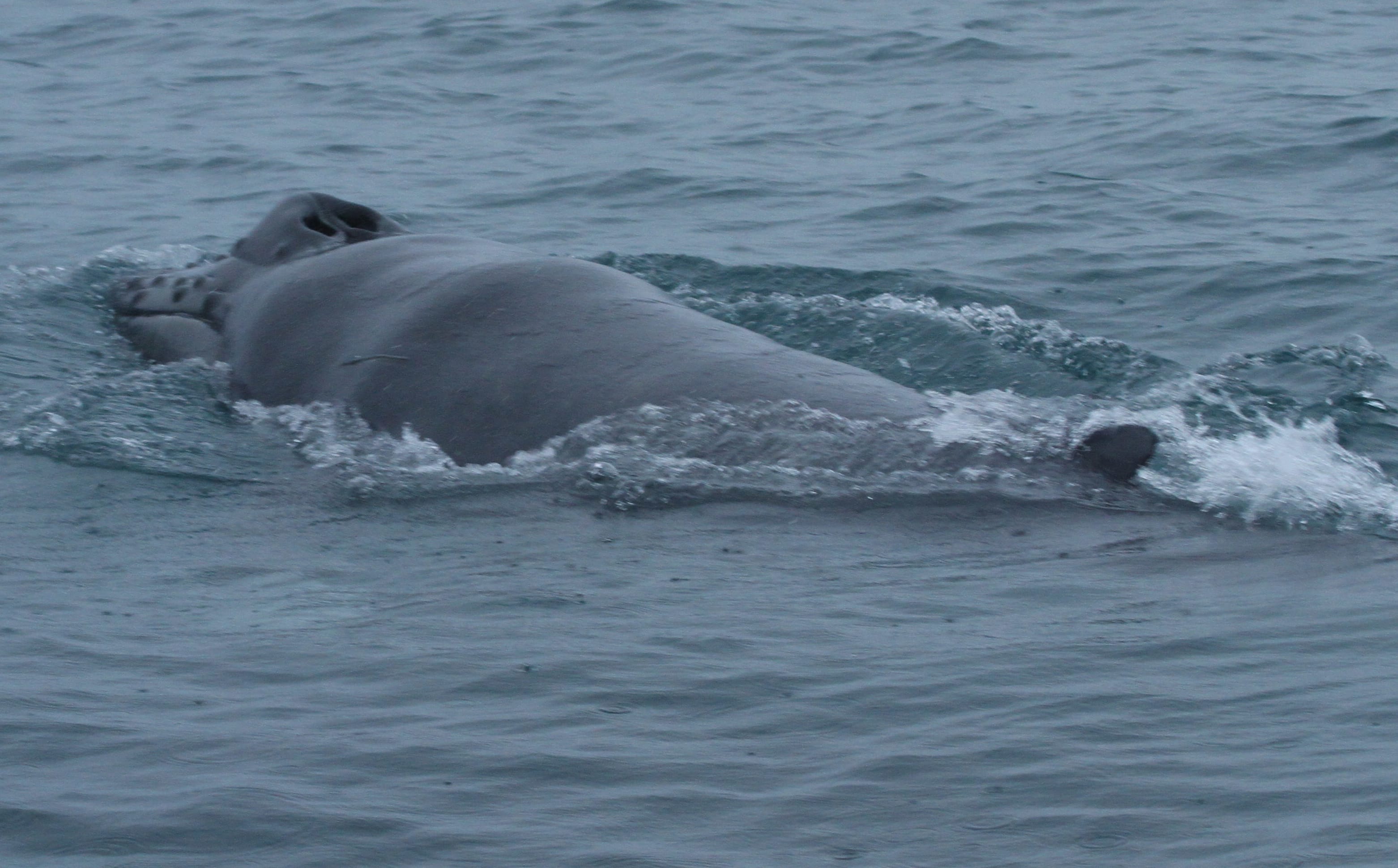 A newborn humpback whale has been spotted in Cook Strait - and is only the second seen in New Zealand's waters.
