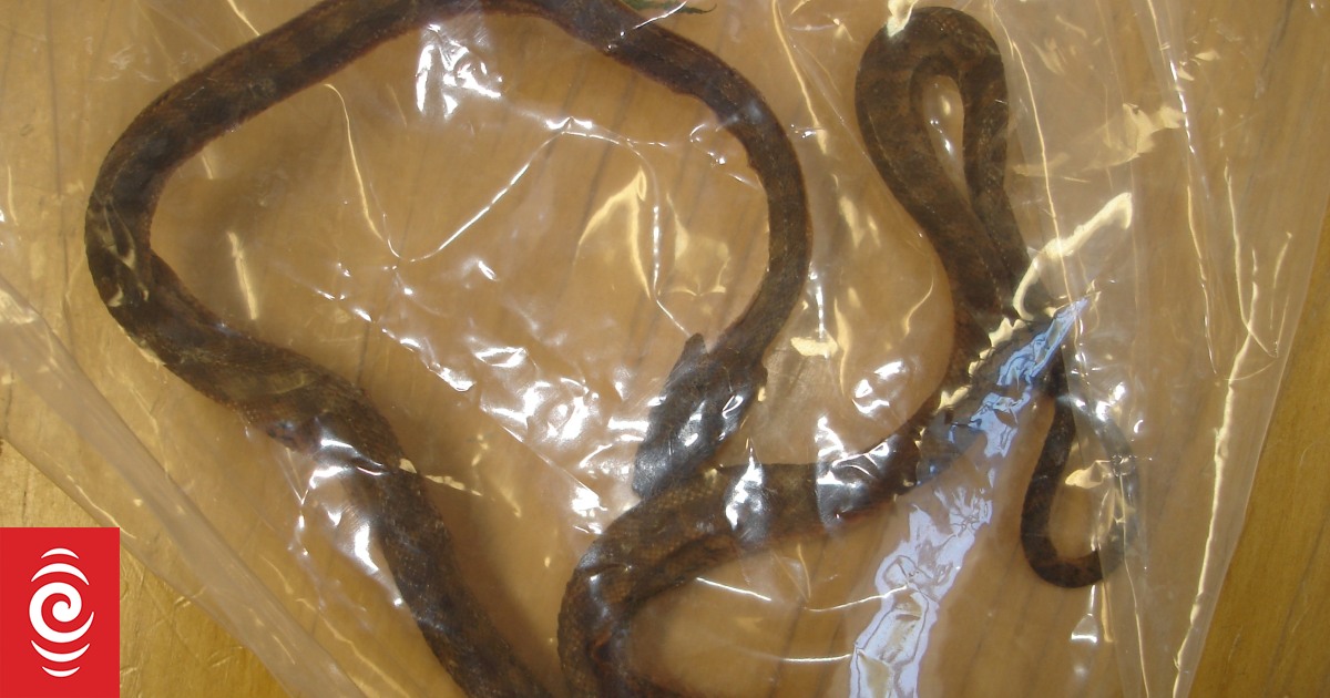 Border check finds dead python | RNZ News