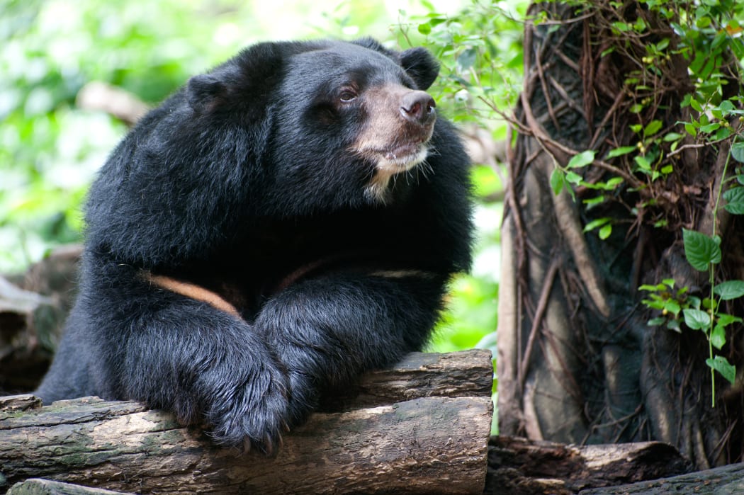Asian black bear.