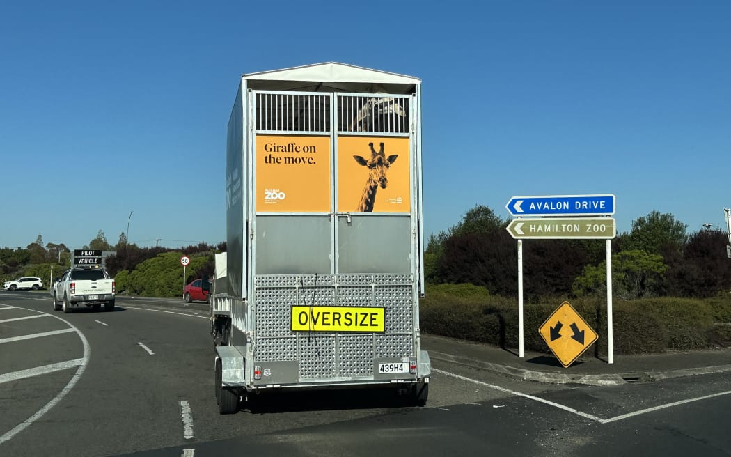 Jabali in the giraffe on the move to Hamilton Zoo.