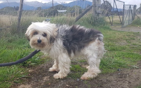 Sammi, a nine-year-old breeding bitch that had been living and birthing in a cage was rescued by HUHANZ.