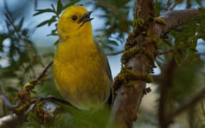 The mohua or yellowhead is one of the vulnerable native bird species threatened by rats and stoats during a mast seeding event.