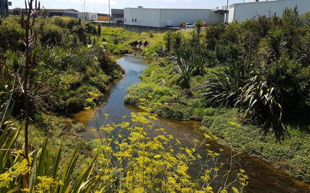 Puhinui Stream regeneration
