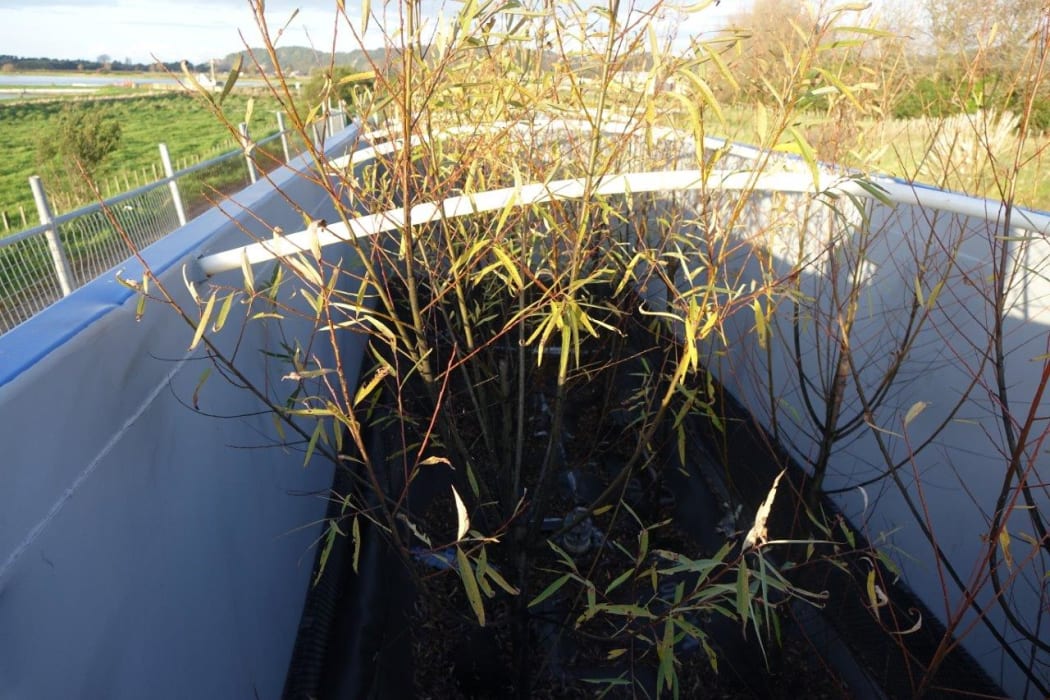 Poplar saplings, in a long white trough are the some of the remains of a trial to use bio-remediation to clean-up the toxic Kopeopeo Canal