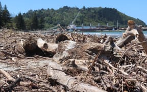 Wood strewn across the beachline looking out across Waikanae Beach towards Eastland Port.