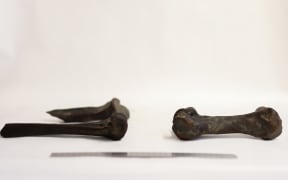 Moa bones at Te Manawa, the Palmerston North Museum, after being discovered during highway work.